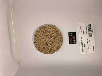 SEED